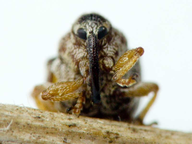 Trichosirocalus barnevillei (Grenier, 1866)